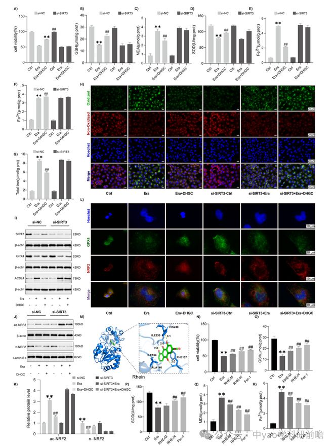 Phytomedicine湖北中医药大学团队揭示大黄甘草汤通过SIRT3介导NRF2去乙酰化抑制急性肾损伤中铁死亡(图7)
