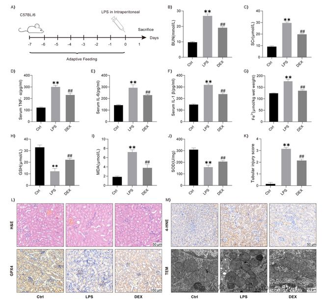 Phytomedicine湖北中医药大学团队揭示大黄甘草汤通过SIRT3介导NRF2去乙酰化抑制急性肾损伤中铁死亡(图2)