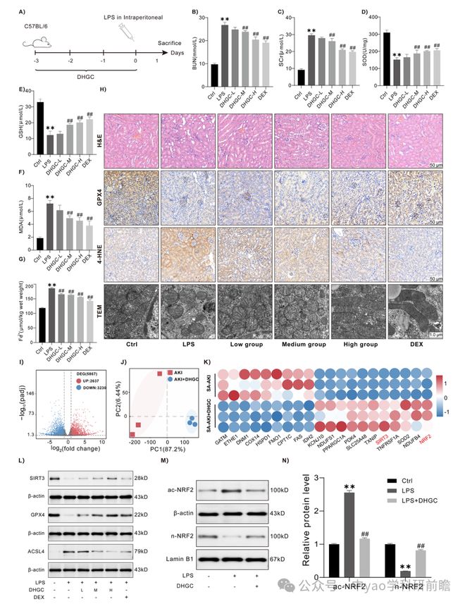 Phytomedicine湖北中医药大学团队揭示大黄甘草汤通过SIRT3介导NRF2去乙酰化抑制急性肾损伤中铁死亡(图4)