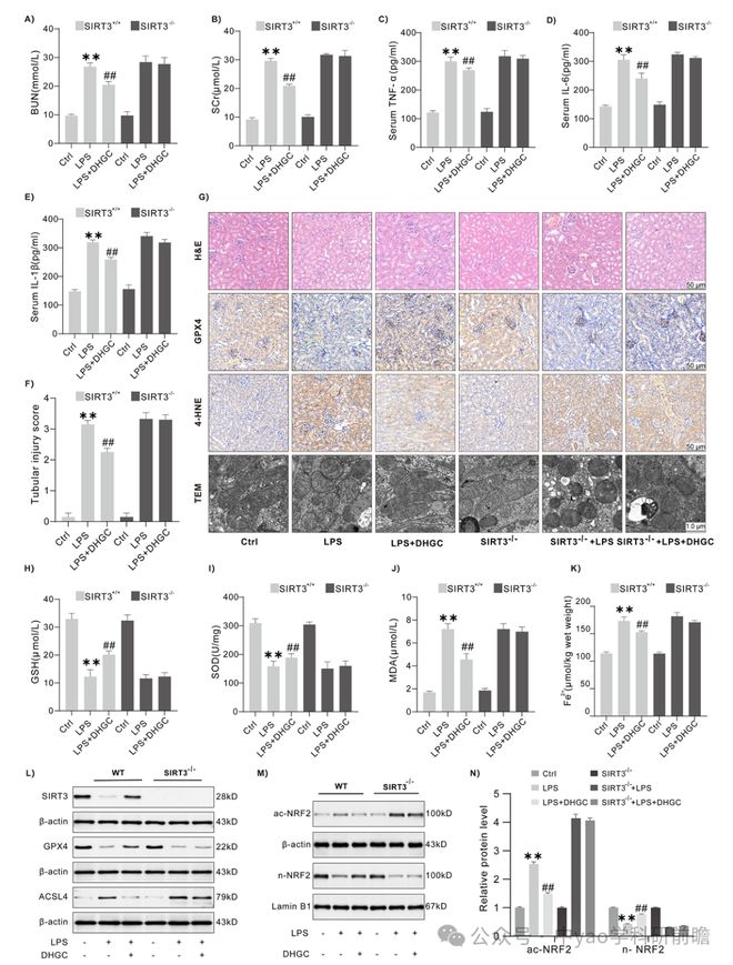 Phytomedicine湖北中医药大学团队揭示大黄甘草汤通过SIRT3介导NRF2去乙酰化抑制急性肾损伤中铁死亡(图6)