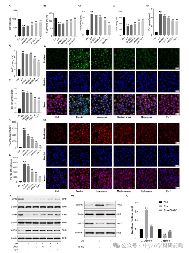Phytomedicine湖北中医药大学团队揭示大黄甘草汤通过SIRT3介导NRF2去乙酰化抑制急性肾损伤中铁死亡(图5)