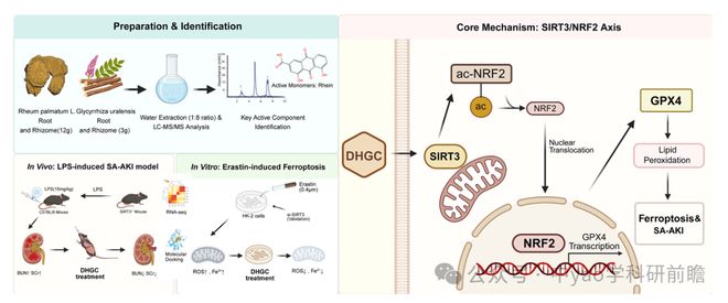 Phytomedicine湖北中医药大学团队揭示大黄甘草汤通过SIRT3介导NRF2去乙酰化抑制急性肾损伤中铁死亡(图8)