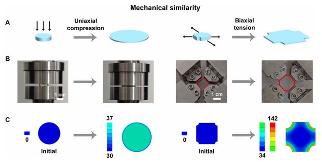 北京大学Science子刊：双向延展性超分子聚合物网络经得起汽车反复碾压30次！(图4)